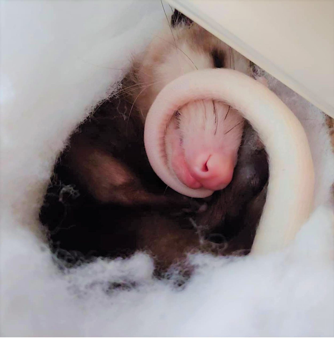 Podrick the Possum, local Instagram star